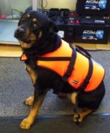Baltic dog life jacket (Large) 15 - 40kg