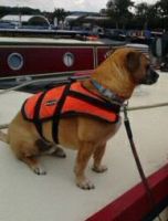 Baltic dog life jacket (small) 3 - 8kg