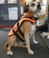 Baltic dog life jacket (medium) 15 - 40kg
